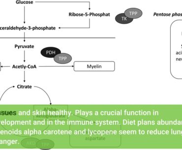 The Facts About Overview of Vitamins - Disorders of Nutrition - Merck Manuals Revealed