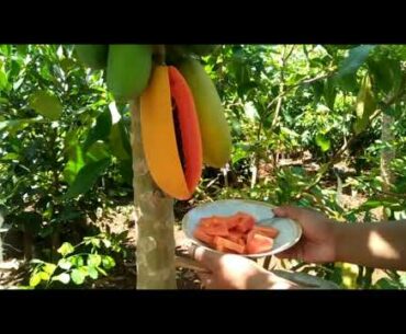 Covid 19/Buah Fresh vitamin untuk melawan Corona