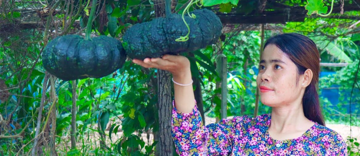 Harvest Pumpkin in my homeland and making healthy Pumpkin drink - RatanakNiky