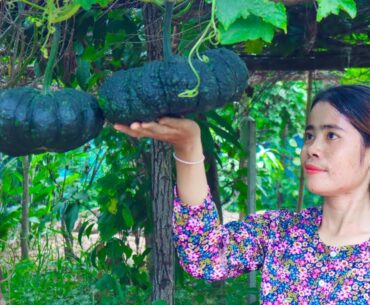 Harvest Pumpkin in my homeland and making healthy Pumpkin drink - RatanakNiky