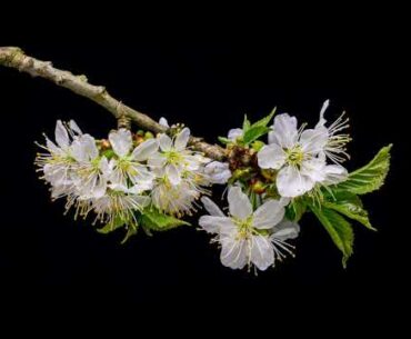 Positive Energy Boost | Boost Immune System | Positive Healing Energy