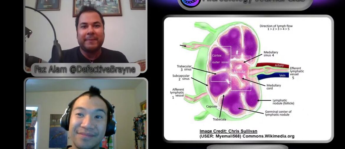 The messed up development of B-Cell Immunity in Severe COVID-19 Patients