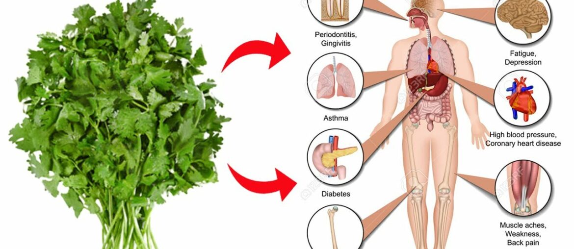 8 Best Health Benefits Of Cilantro || Health Benefits Of Eating Cilantro Leaves