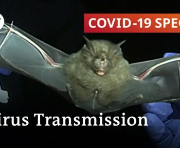 How dangerous is virus transmission from wild animals to humans | COVID-19 Special