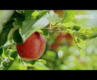 NATURELO One Daily Multivitamin for Men - with Whole Food Vitamins & Organic Extracts - Natu Reviews