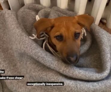 Little Known Facts About PAAWS Dog Vitamins for Small Dogs - DrCarol Osborne.