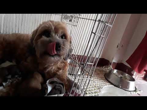 giving vitamins for puppies and Miley at thier 9days ages