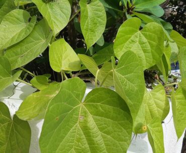 Boost your immunity naturally during Covid 19...09/07/2020