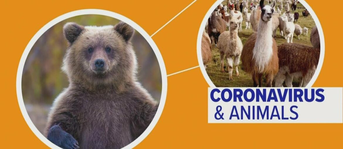 Connect the Dots: COVID-19 & Llamas