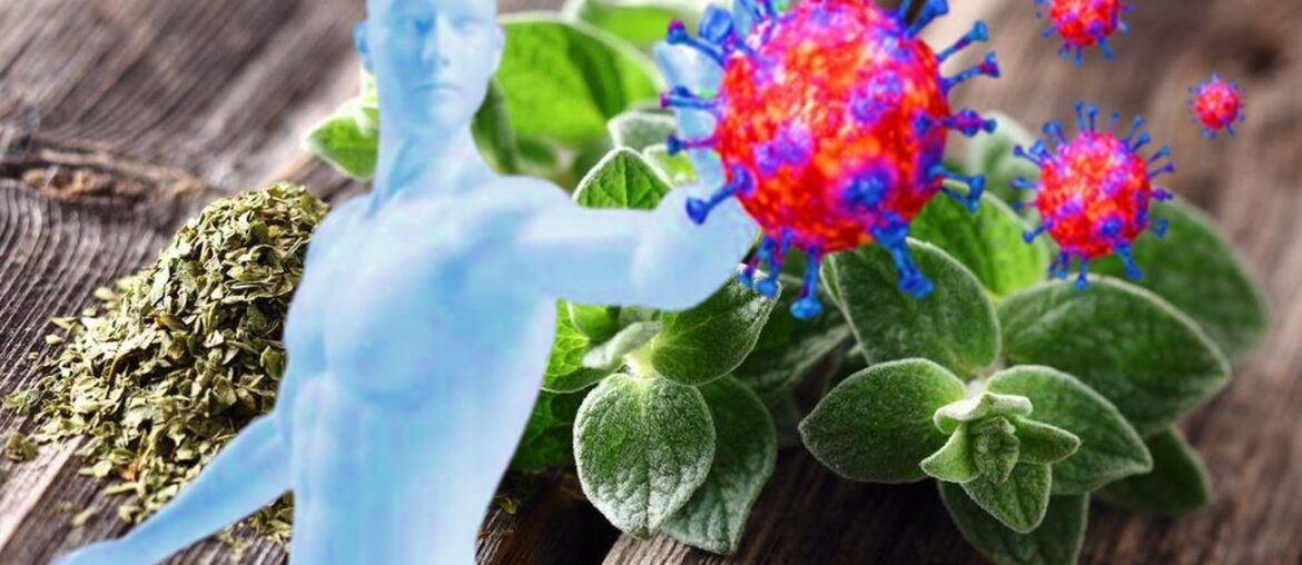 5 Reasons Oregano Should Grow In Every Garden