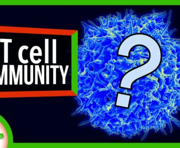 What Do We Know About T Cells and COVID-19 Immunity? | SciShow News