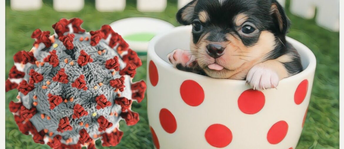 Are dogs immune to corona virus || Do corona virus spread in dogs || coronavirus in dogs