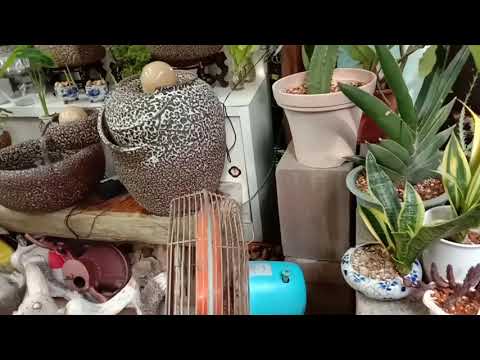 Stress free.vitamins for the eyes.natures beauty.