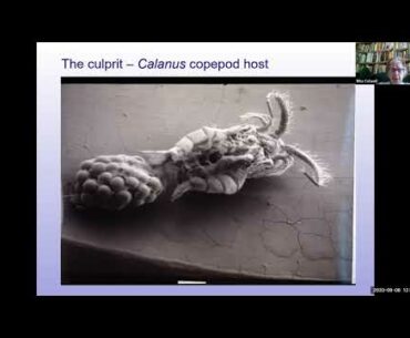 Climate, Oceans, and Human Health: What Cholera can Teach Us About COVID-19