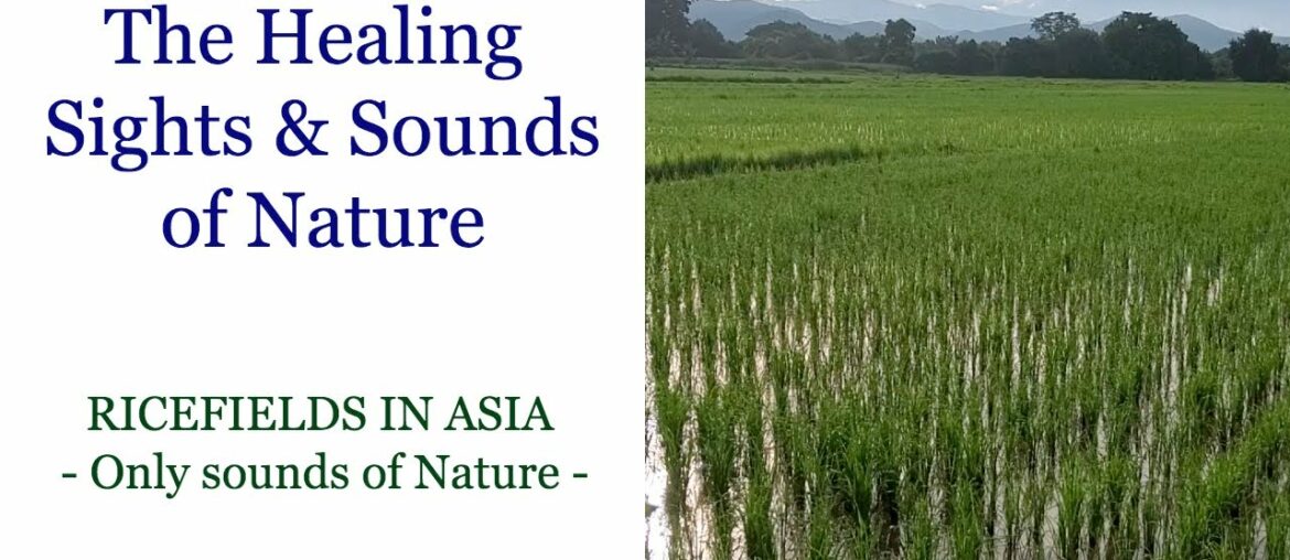 Watching this may help boost your immune system, reduce stress, lower your blood pressure, and more!