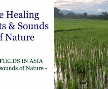 Watching this may help boost your immune system, reduce stress, lower your blood pressure, and more!