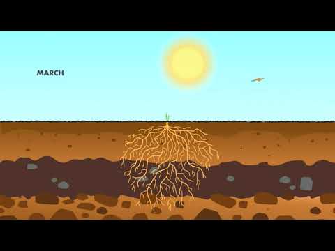 Amazing Grass Super Greens Booster: Greens Powder with Spirulina, Moringa, Wheat Grass & Kal Reviews