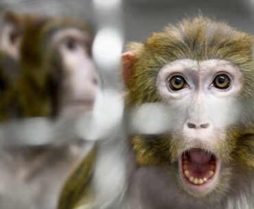 America is facing a monkey shortage as demand skyrockets for COVID-19