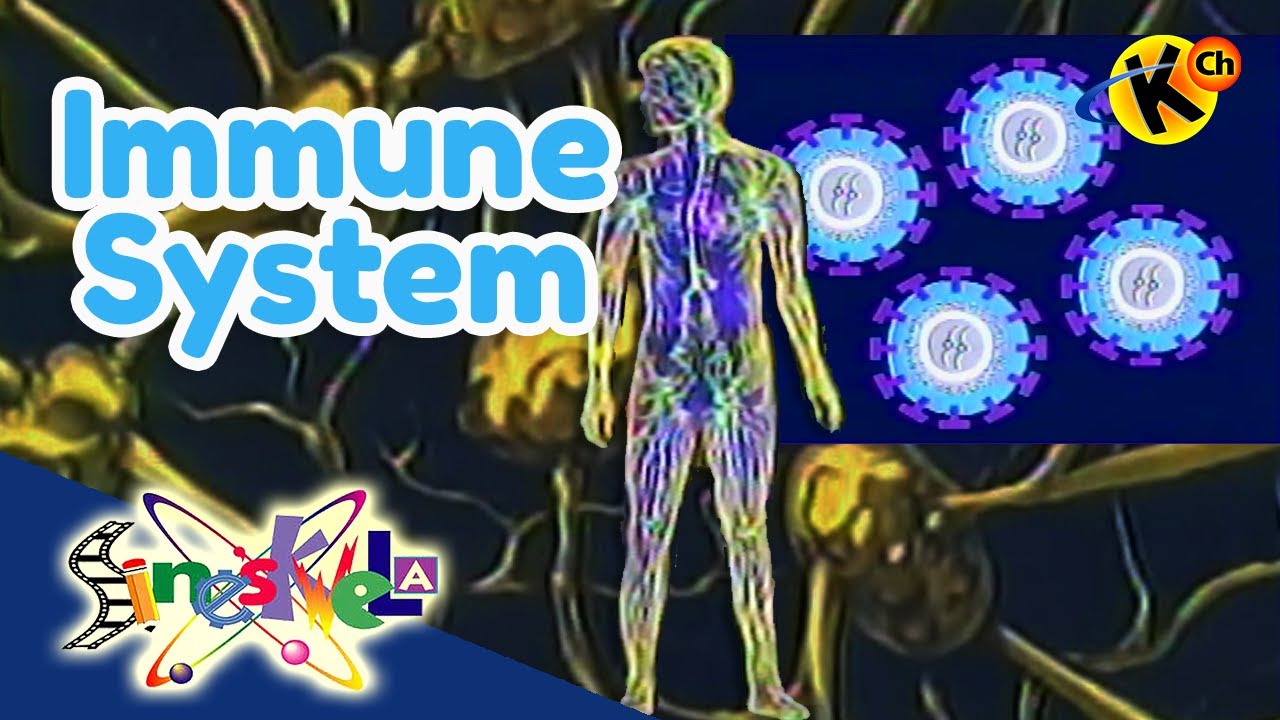 Immune System | Sineskwela