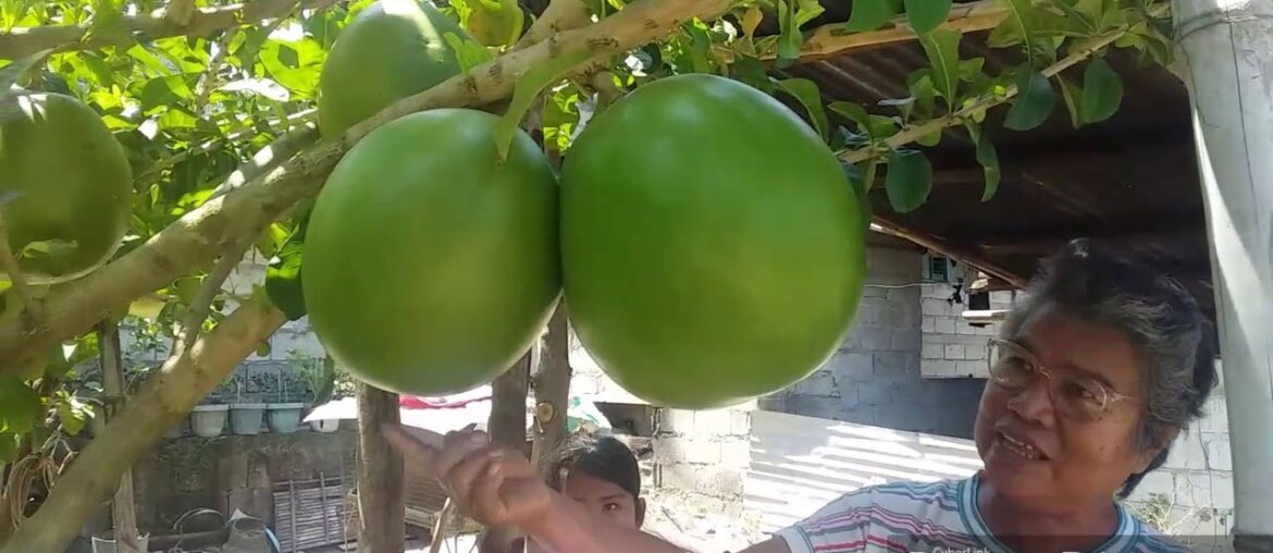 Miracle Fruit (Calabash) Help strengthen the immune system to fight corona virus.