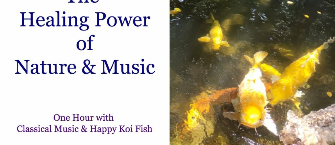 Happy Koi Fish - Watching fish swim may boost your immune system, lower your blood pressure and more