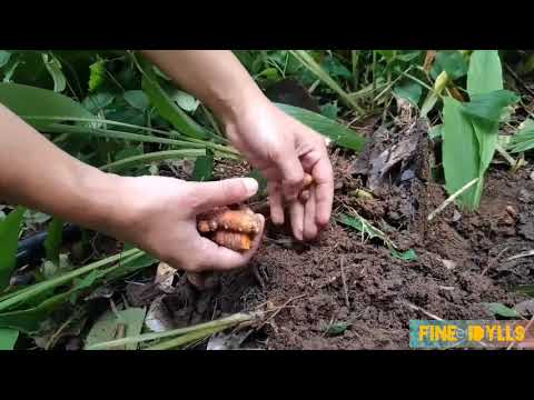 How to Boost Immunity System Naturally by raw Turmeric and Ginger In COVID-19 Era.