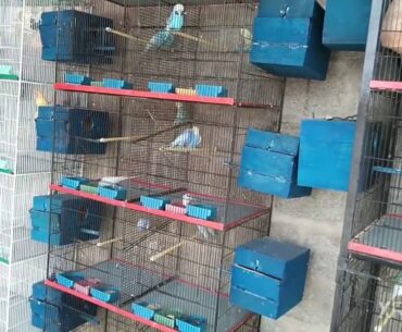 vegetables best resource of protein and vitamin