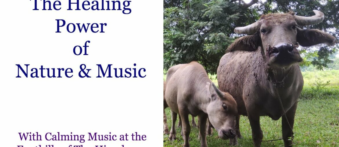 COVID VIRUS LOCKDOWN: Watch nature to boost your immune system, reduce stress & lower blood pressure