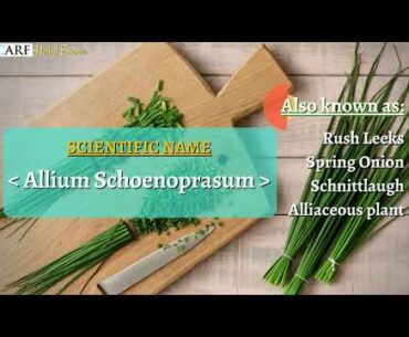 Herbal Essence - Chives