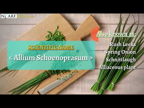 Herbal Essence - Chives