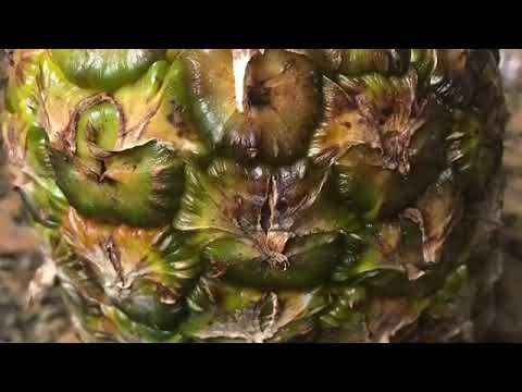 God’s healing fruit: Pineapple wonder.