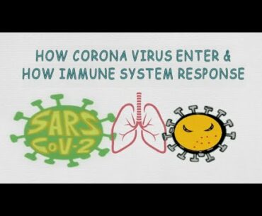 HOW CORONA VIRUS ENTER | HOW IMMUNE SYSTEM RESPONSE (COVID-19)