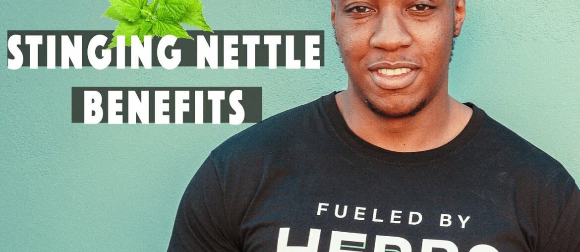BENEFITS OF STINGING NETTLE (& concerns) | Everyone should own this!