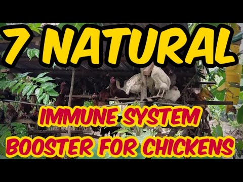7 NATURAL IMMUNE SYSTEM BOOSTER FOR CHICKENS DURING RAINY DAYS