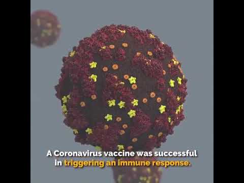 Coronavirus vaccine was successfully triggering an immune response