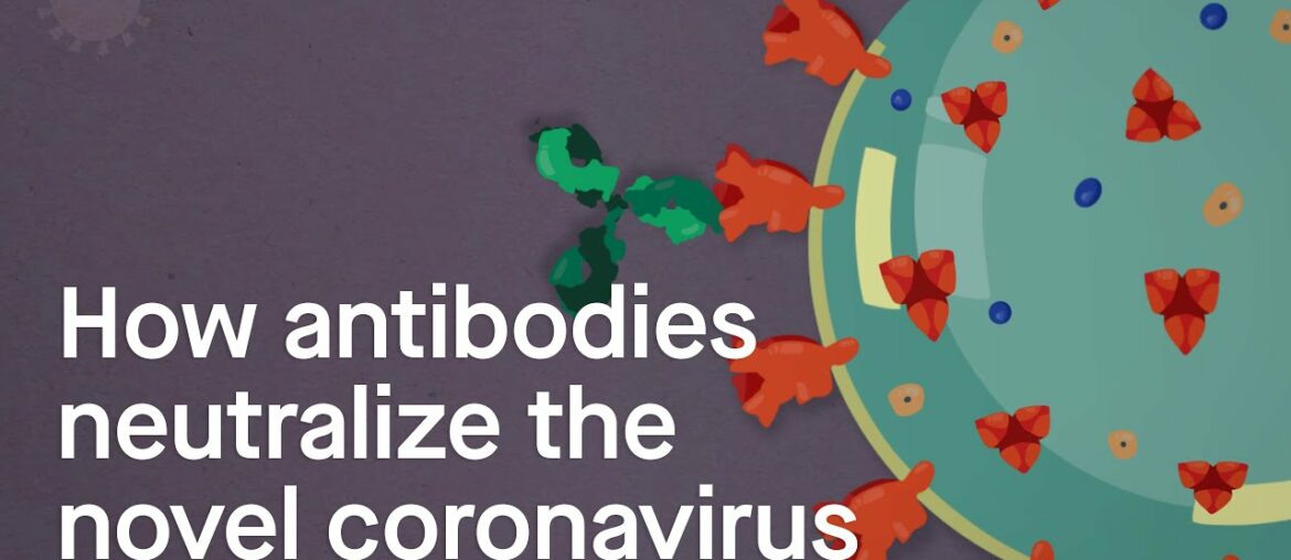 How antibodies neutralize the novel coronavirus: Science, Simplified