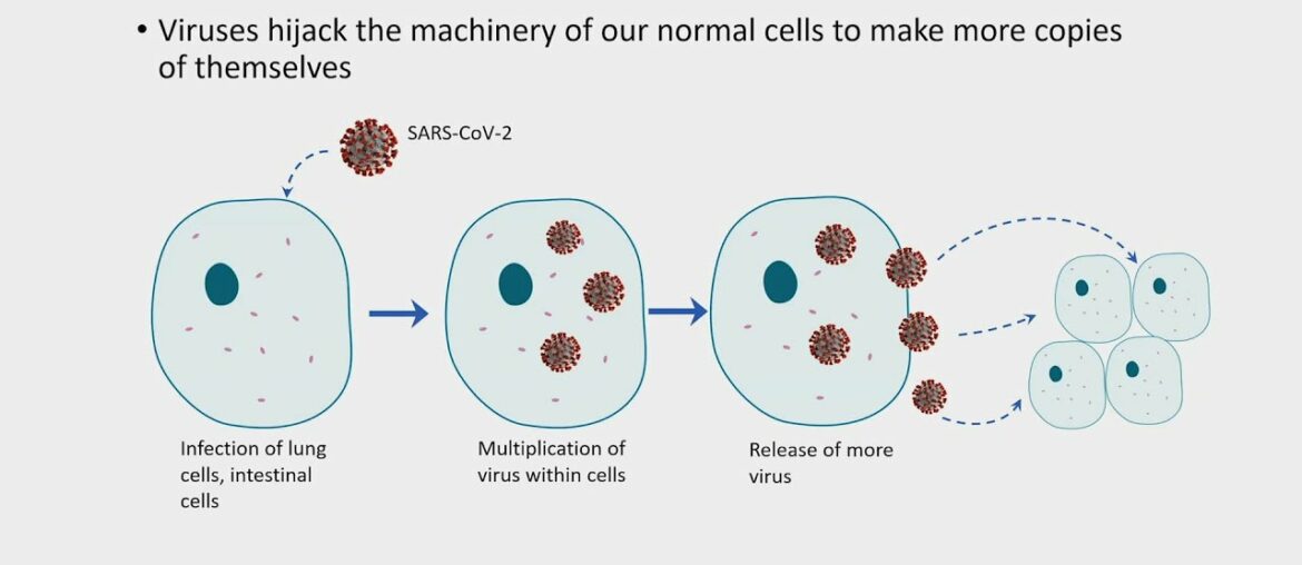 Identifying the Peptides that Activate T Cells in COVID-19 Patients - Albert Wong