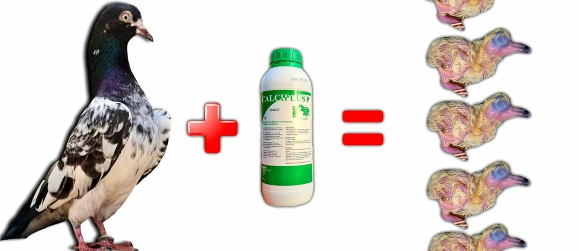 Calcium Supplement for Pigeons