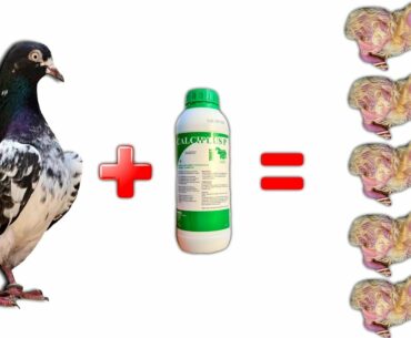 Calcium Supplement for Pigeons