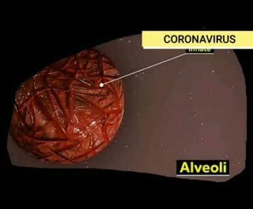 HOW CORONAVIRUS AFFECTS US