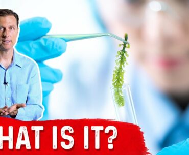 Microalgae: Pond Scum or Superfood?