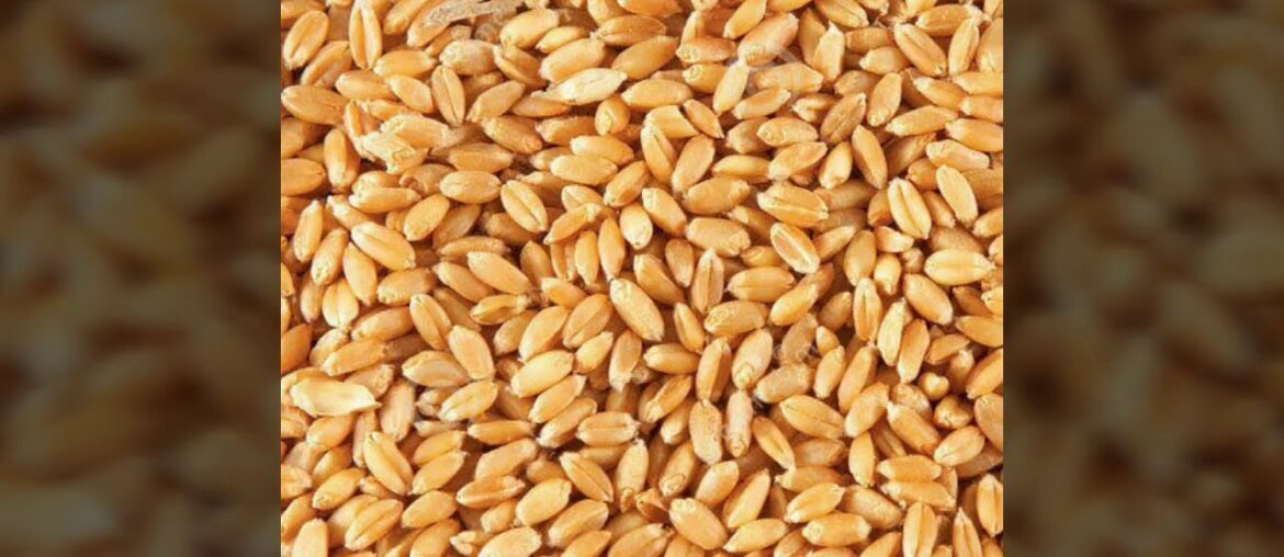 Dudh Dhara Pashu Aahar Cattle Feed With Vitamin & Minerals