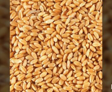 Dudh Dhara Pashu Aahar Cattle Feed With Vitamin & Minerals