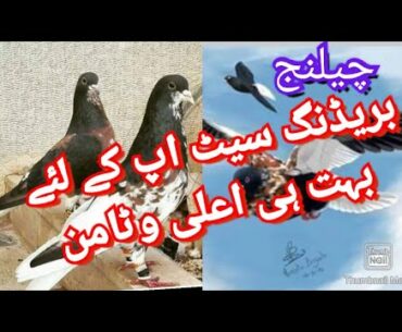 Best Vitamin For Pigeons Breeding Setup |Gulgasht Pigeons|