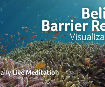 #189 Belize Barrier Reef Visualization Meditation | Have Some Vitamin Sea | Guided Live Meditation