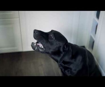 Can dogs eat apples ?