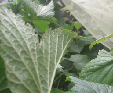 Blackcurrants, natural vitamins and protection for your body.