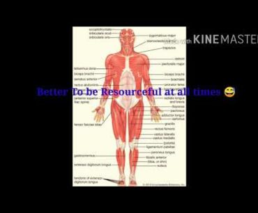 Best medicine for Covid19 (Body workout) for chest.