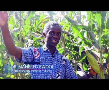 CSIR-CRI, HARVEST PLUS PRO VITAMINS A DOCUMENTARY