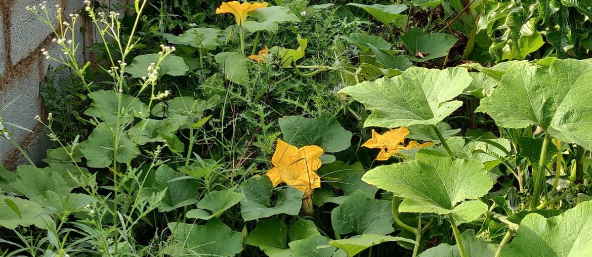 An Easy# PUMPKIN FLOWER# RECIPE to boost up our #IMMUNITY